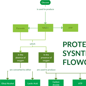 Eiwitsynthese Stroomdiagram